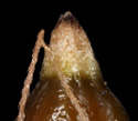 [photo of scales and achenes]
