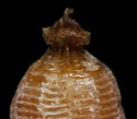 [photo of scales and achenes]