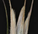 [close-up of spikelet]