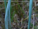 [photo of stem leaves]