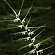 [photo of Bottlebrush Grass]
