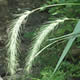 [photo of Riverbank Wild Rye]