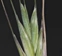 [close-up of spikelet]