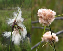 illustration of Cottongrass examples