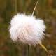 [photo of Tawny Cottongrass]