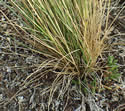 [photo of basal clump]