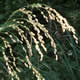 [photo of Rattlesnake Manna Grass]