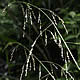 [photo of Fowl Manna Grass]