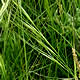 [photo of Small Porcupine Grass]