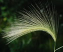 [photo of spikelet clusters]