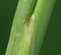 [photo of auricle]