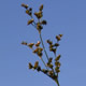 [photo of Narrow-panicled Rush]