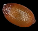 [photo of mature fruit]