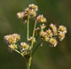[photo of Canada Rush]