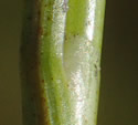 [photo of auricle and channeled leaf]