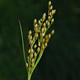 [photo of Green's Rush]