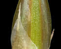 [close-up of floral bracts]
