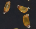 [photo of fruit]