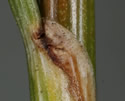 [photo of auricle]