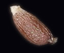 [photo of mature fruit]