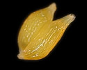 [photo of fruit]