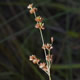 [photo of Grassleaf Rush]