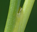 [photo of sheath auricle]