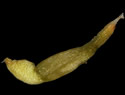 [photo of fruit (not mature, but tails obvious)]