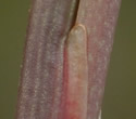 [photo of auricle]