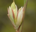 [photo of clusters]