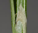 [photo of auricle]