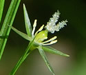 [photo of flowering cluster]