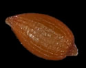 [photo of mature capsule and seed]