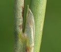 [photo of sheath auricle]