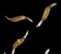 [photo of fruit]