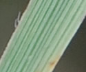 [photo of upper stem leaf]