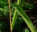 [photo of leaves]