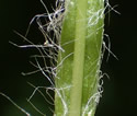 [photo of stem leaf]