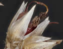[photo of mature panicle branches]