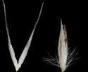 [photo of glumes and floret]