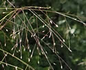 [photo of flower clusters]