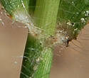 [photo of sheath, ligule and node]