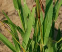 [photo of leaf clump]
