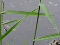 [photo of leaves]