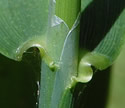 [photo of sheath, ligule and node]