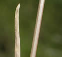 [photo of upper stem leaf]