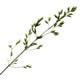 [photo of Glaucous Bluegrass]