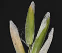 [close-up of spikelet]