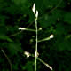 [photo of Bog Bluegrass]