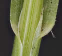[photo of sheath, node, ligules and leaf tip]